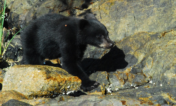 Baby Bear - Wildlife encounter